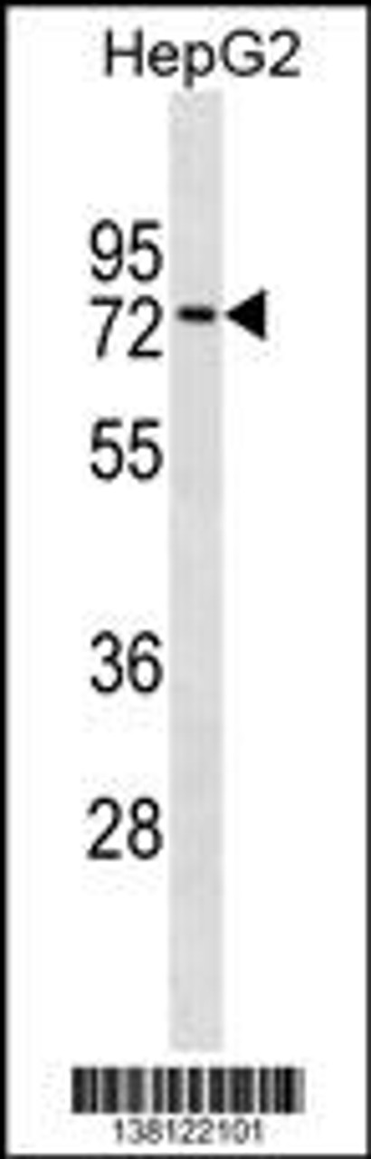 Western blot analysis in HepG2 cell line lysates (35ug/lane) .