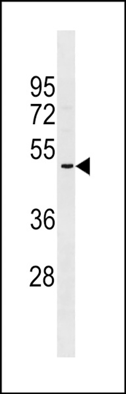 Western blot analysis in NCI-H460 cell line lysates (35ug/lane) .