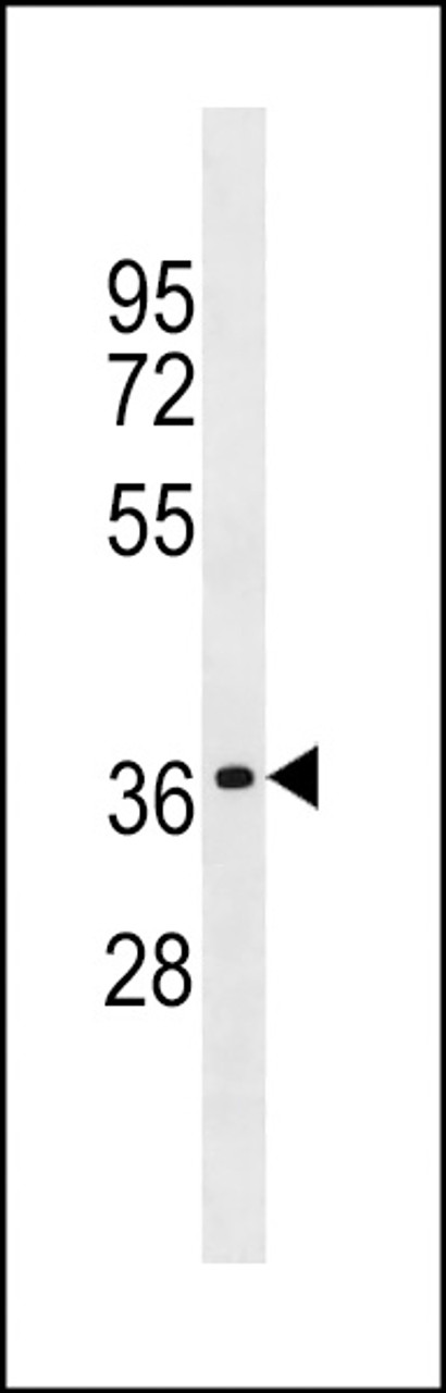 Western blot analysis in A549 cell line lysates (35ug/lane) .