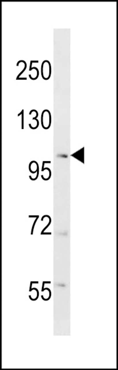 Western blot analysis in mouse testis tissue lysates (35ug/lane) .