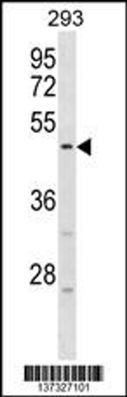 Western blot analysis in 293 cell line lysates (35ug/lane) .