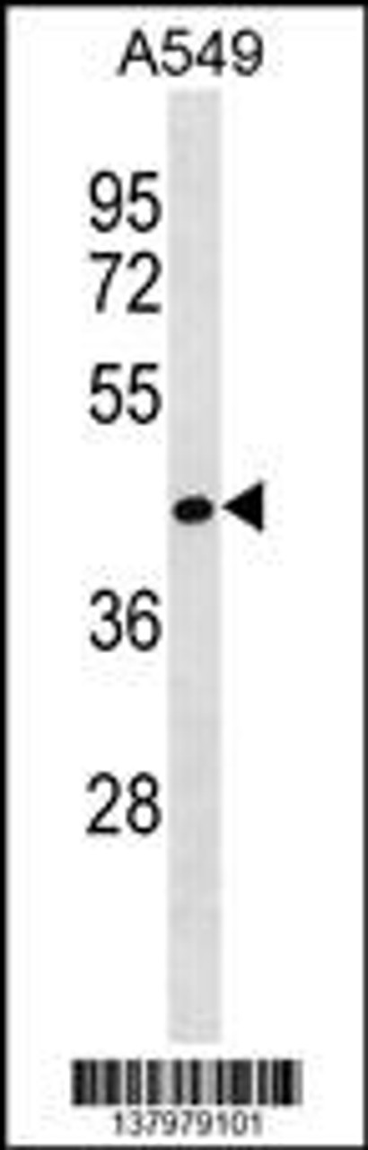 Western blot analysis in A549 cell line lysates (35ug/lane) .