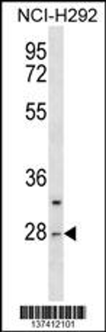 Western blot analysis in NCI-H292 cell line lysates (35ug/lane) .