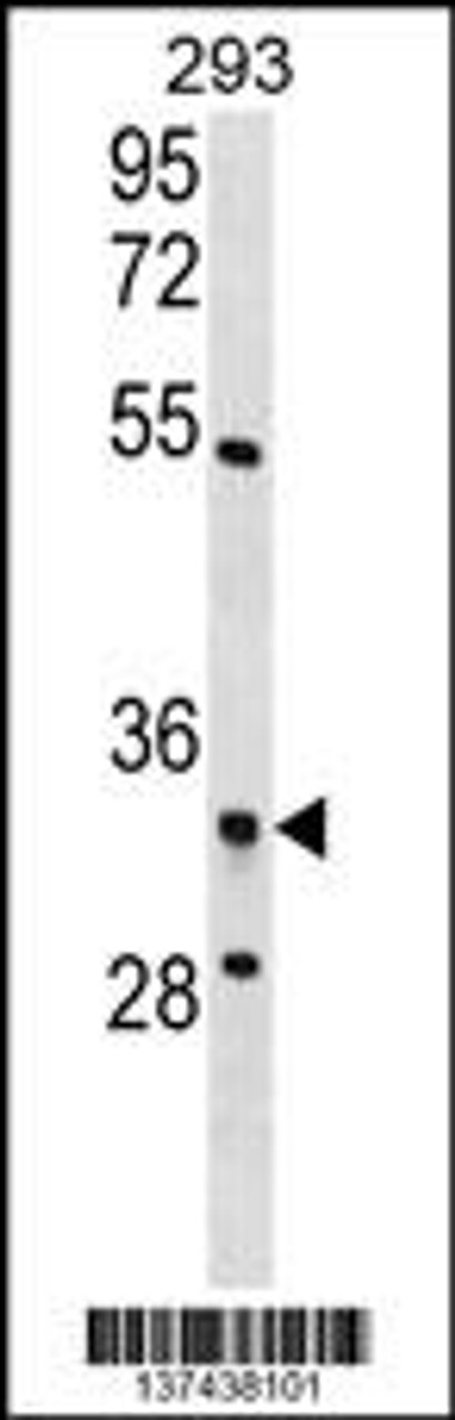 Western blot analysis in 293 cell line lysates (35ug/lane) .