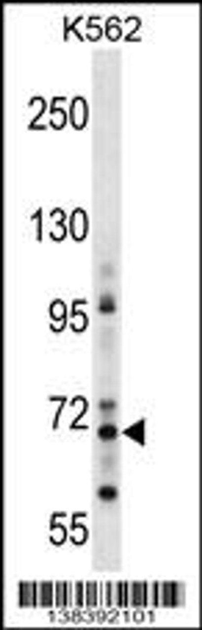 Western blot analysis in K562 cell line lysates (35ug/lane) .