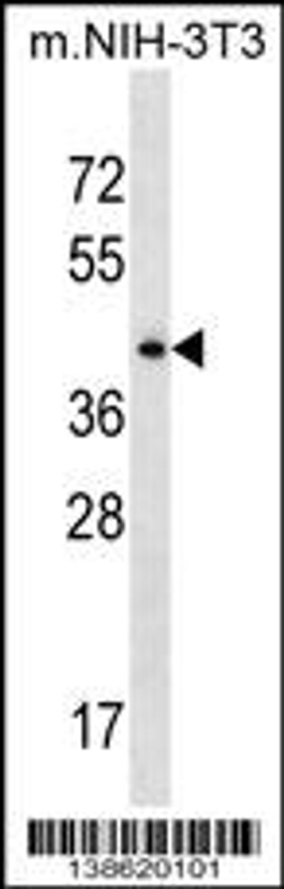 Western blot analysis in mouse NIH-3T3 cell line lysates (35ug/lane) .