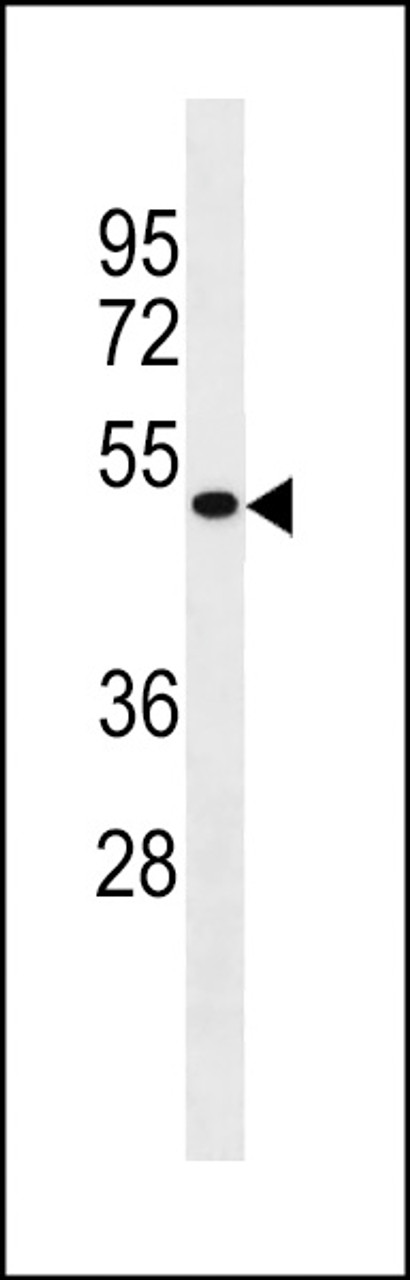 Western blot analysis in human uterus tissue lysate (35ug/lane) .