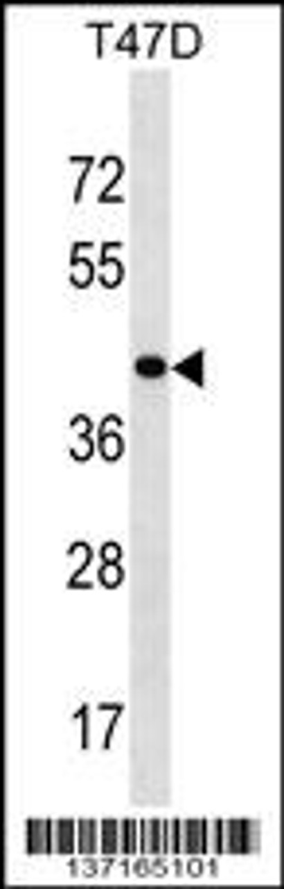 Western blot analysis in T47D cell line lysates (35ug/lane) .