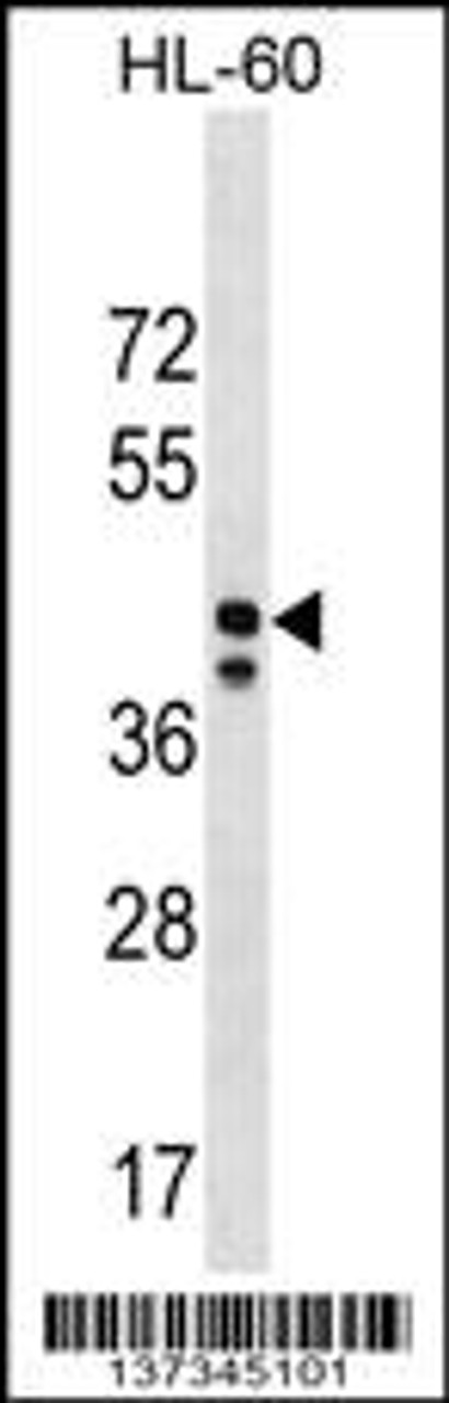 Western blot analysis in HL-60 cell line lysates (35ug/lane) .