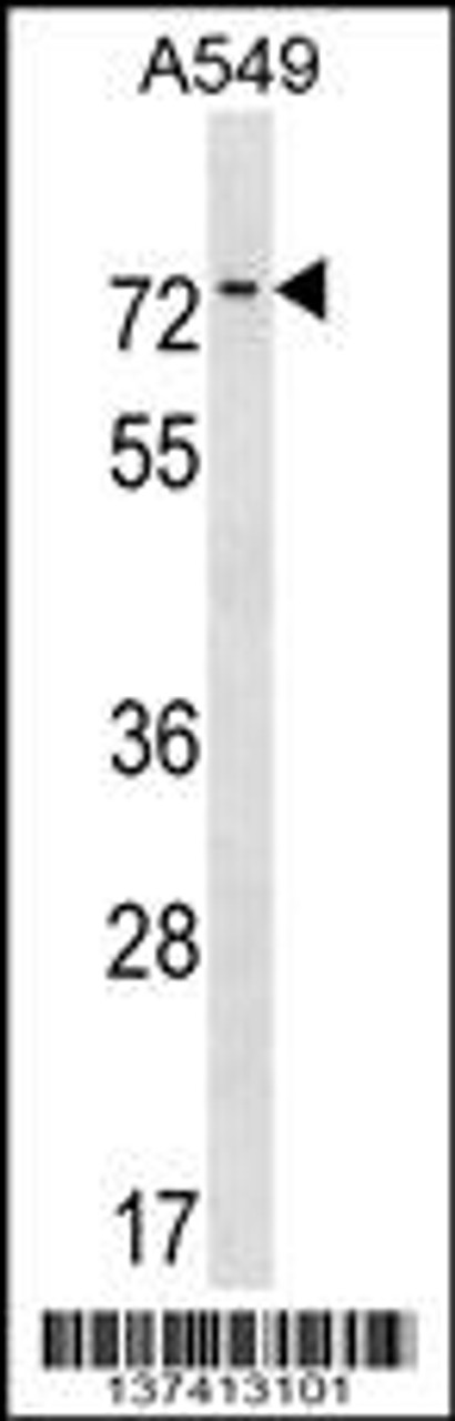 Western blot analysis in A549 cell line lysates (35ug/lane) .