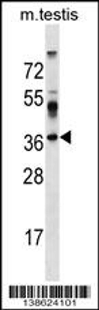 Western blot analysis in mouse testis tissue lysates (35ug/lane) .