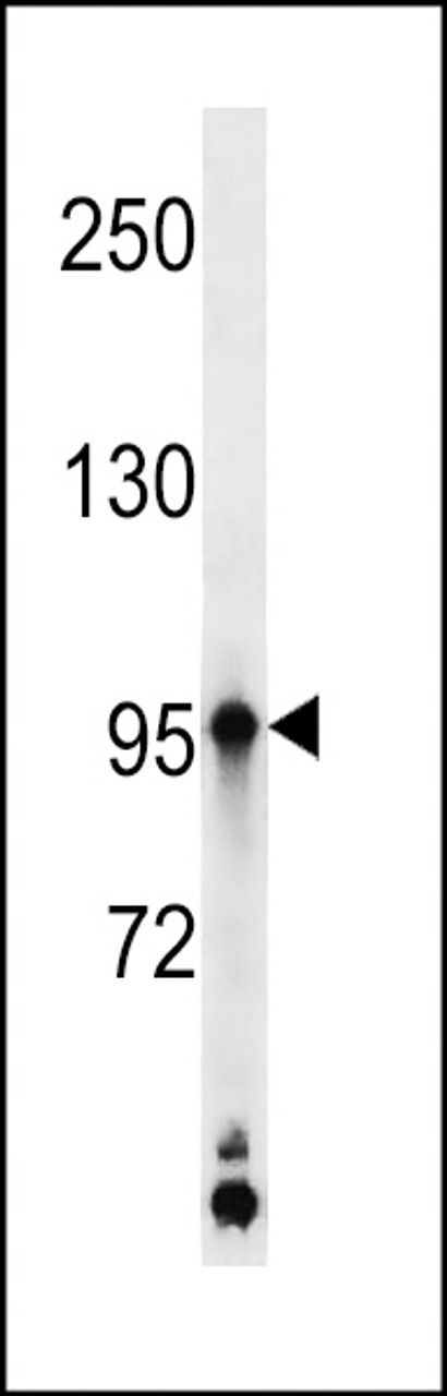 Western blot analysis in K562 cell line lysates (35ug/lane) .