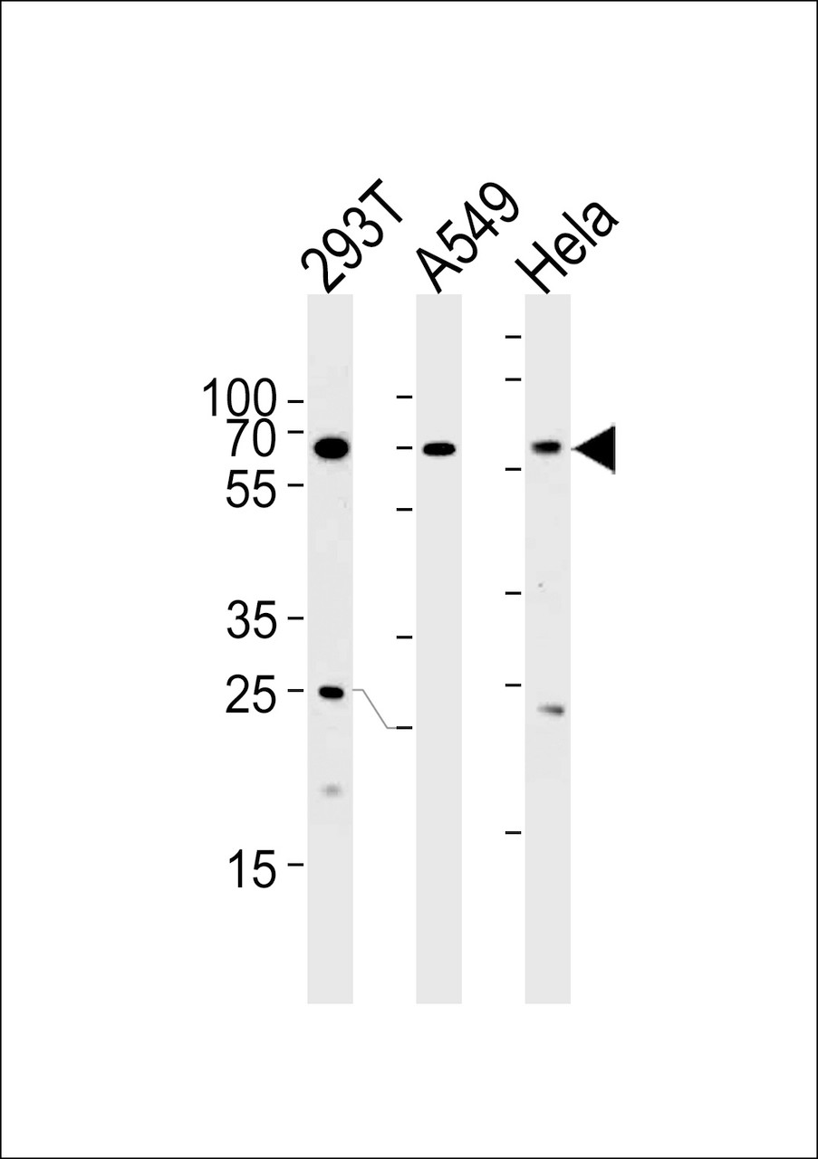 Western blot analysis in 293T, A549, Hela cell line lysates (35ug/lane) .