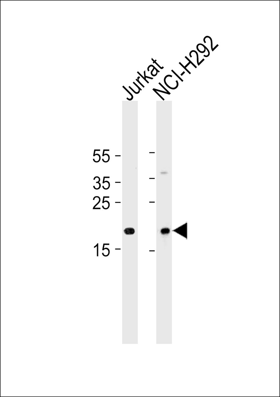 Western blot analysis in Jurkat, NCI-H292 cell line lysates (35ug/lane) .