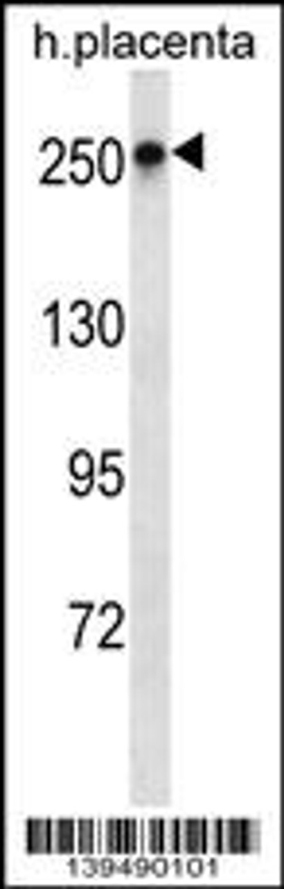 Western blot analysis in human placenta tissue lysates (35ug/lane) .