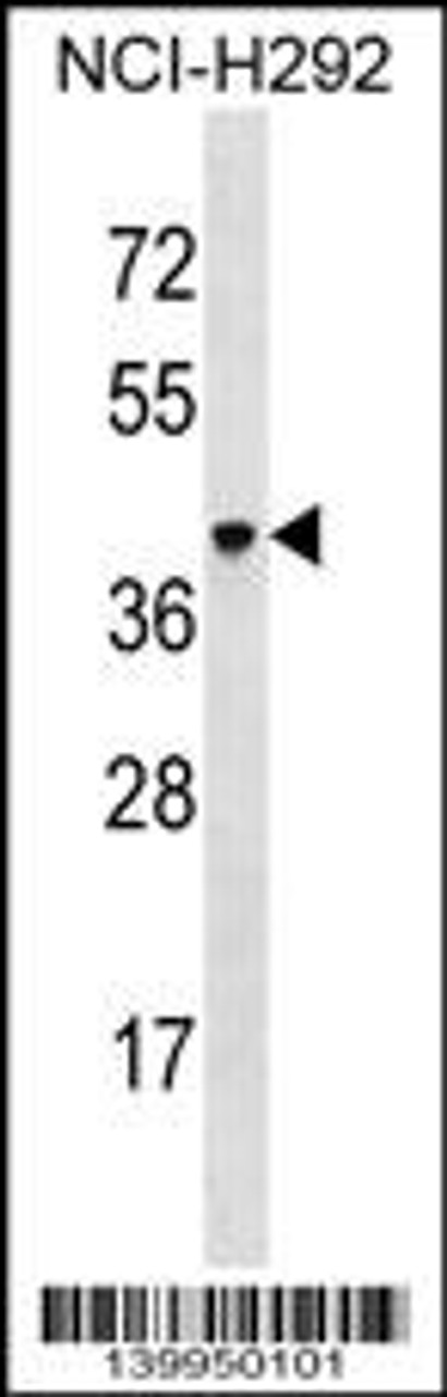 Western blot analysis in NCI-H292 cell line lysates (35ug/lane) .