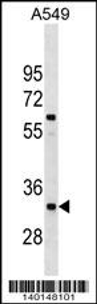 Western blot analysis in A549 cell line lysates (35ug/lane) .