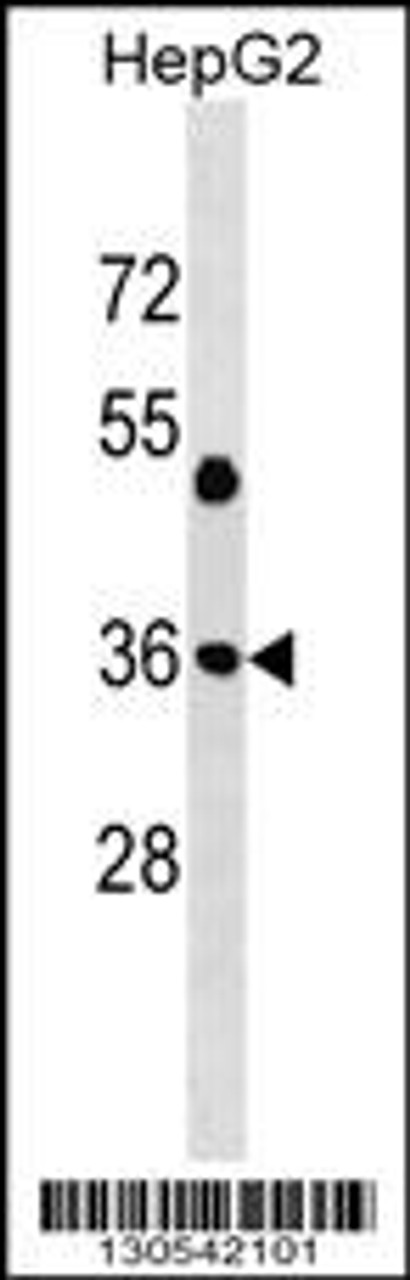 Western blot analysis in HepG2 cell line lysates (35ug/lane) .