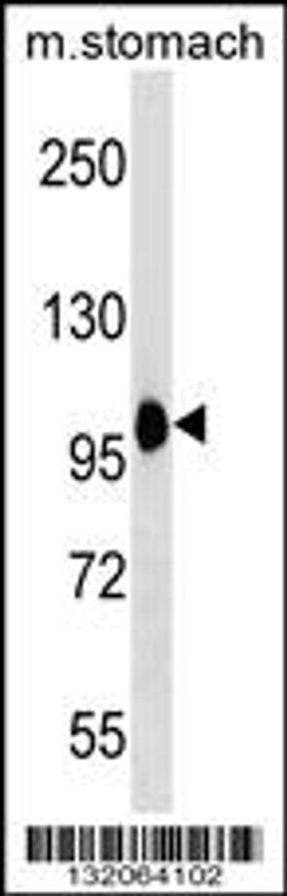 Western blot analysis in mouse stomach tissue lysates (35ug/lane) .