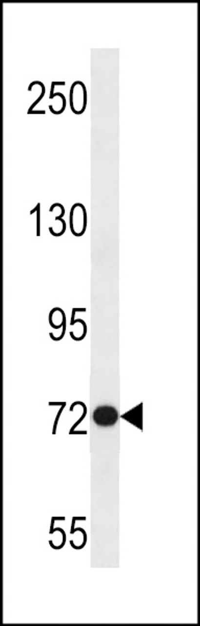 Western blot analysis in Jurkat cell line lysates (35ug/lane) .