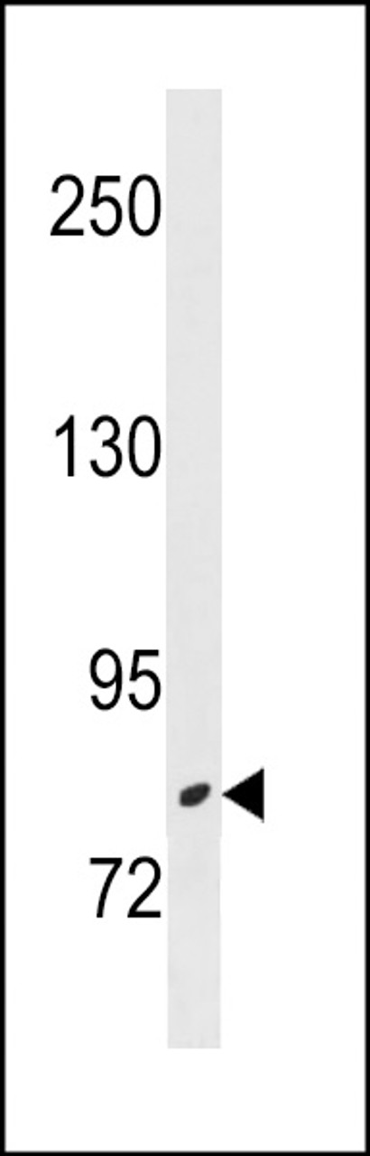 Western blot analysis in NCI-H460 cell line lysates (35ug/lane) .