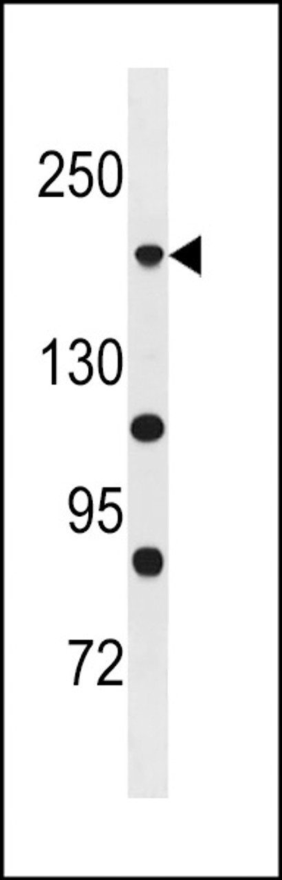 Western blot analysis in A375 cell line lysates (35ug/lane) .