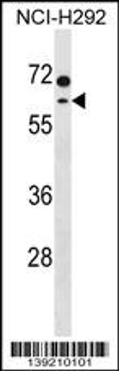 Western blot analysis in NCI-H292 cell line lysates (35ug/lane) .