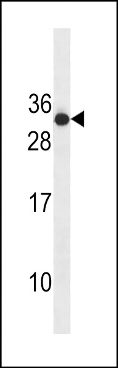 Western blot analysis in CEM cell line lysates (35ug/lane) .