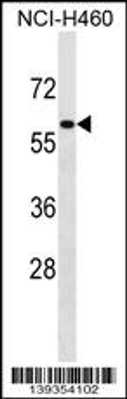 Western blot analysis in NCI-H460 cell line lysates (35ug/lane) .