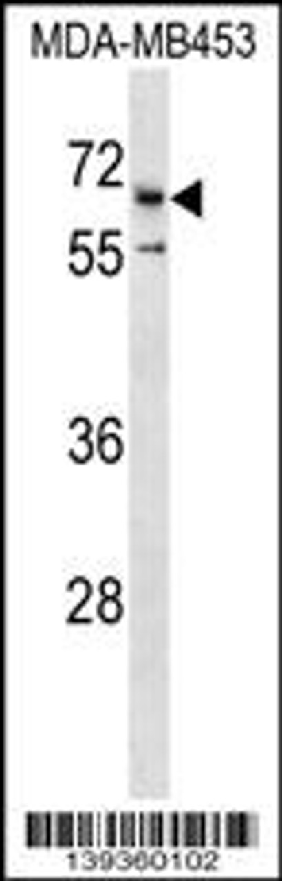 Western blot analysis in MDA-MB453 cell line lysates (35ug/lane) .