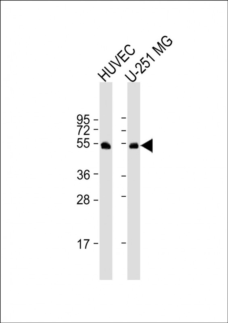 Western Blot at 1:1000 dilution Lane 1: HUVEC whole cell lysate Lane 2: U-251 MG whole cell lysate Lysates/proteins at 20 ug per lane.