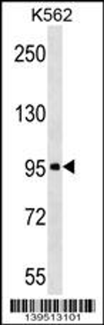 Western blot analysis in K562 cell line lysates (35ug/lane) .