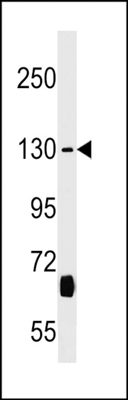 Western blot analysis in Uterus tissue lysates (35ug/lane) .