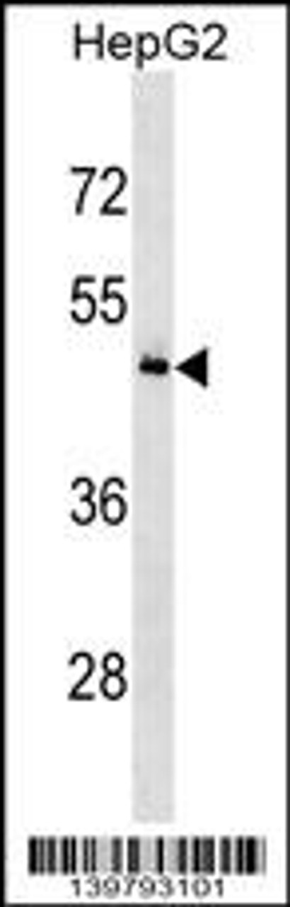 Western blot analysis in HepG2 cell line lysates (35ug/lane) .