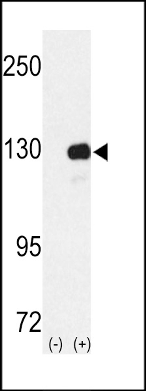 Western blot analysis of RENT1 using rabbit polyclonal RENT1 Antibody using 293 cell lysates (2 ug/lane) either nontransfected (Lane 1) or transiently transfected with the RENT1 gene (Lane 2) .