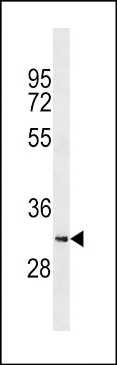 Western blot analysis in K562 cell line lysates (35ug/lane) .