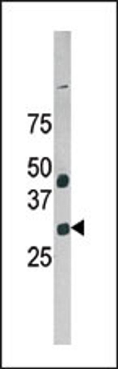 Western blot analysis of anti-NuBI-1 Pab in HepG2 cell line lysate.