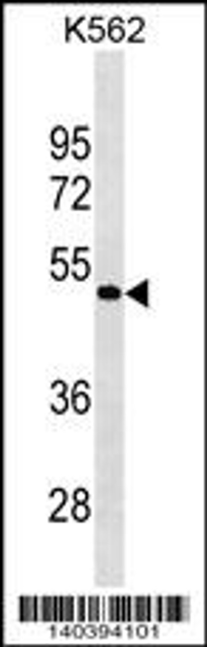 Western blot analysis in K562 cell line lysates (35ug/lane) .