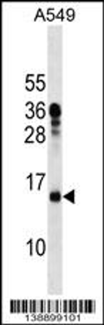 Western blot analysis in A549 cell line lysates (35ug/lane) .