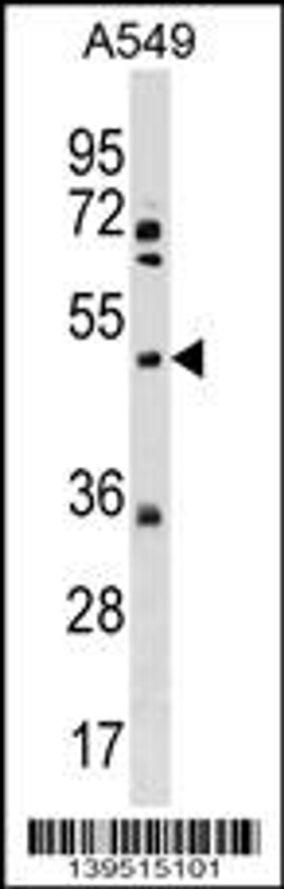 Western blot analysis in A549 cell line lysates (35ug/lane) .This demonstrates the XK antibody detected the XK protein (arrow) .