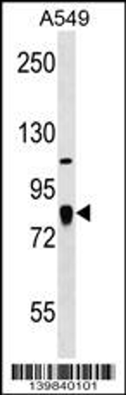 Western blot analysis in A549 cell line lysates (35ug/lane) .