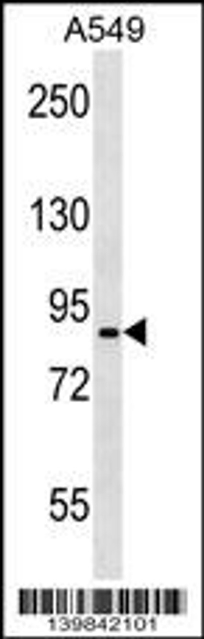 Western blot analysis in A549 cell line lysates (35ug/lane) .