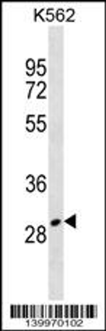 Western blot analysis in K562 cell line lysates (35ug/lane) .