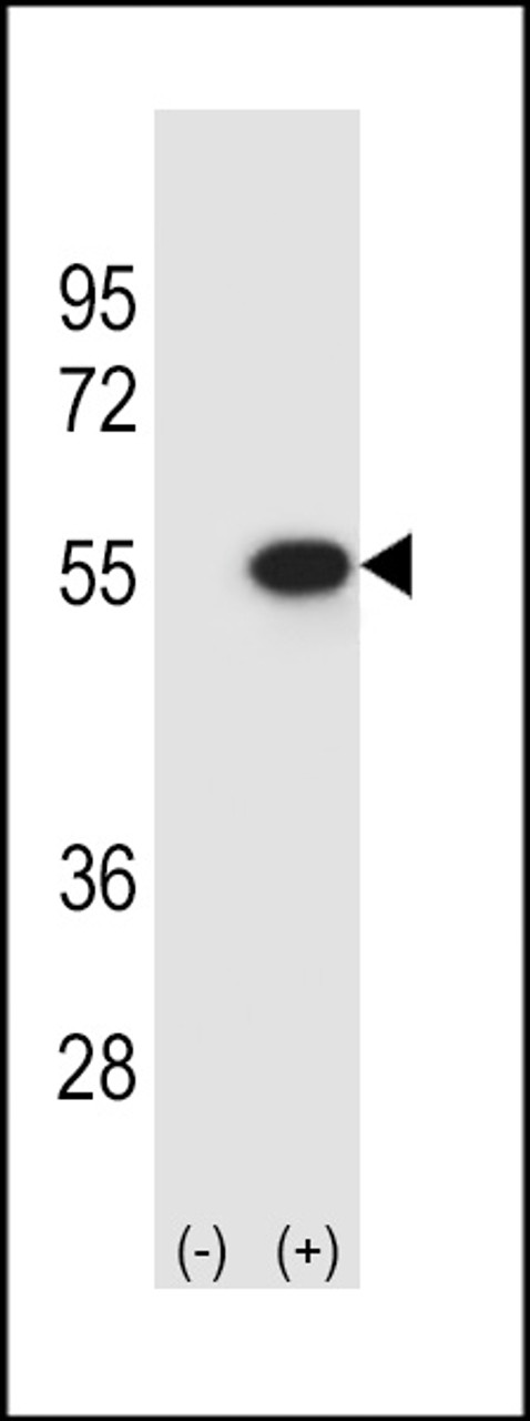 Western blot analysis of RUVBL2 using rabbit polyclonal RUVBL2 Antibody using 293 cell lysates (2 ug/lane) either nontransfected (Lane 1) or transiently transfected (Lane 2) with the RUVBL2 gene.