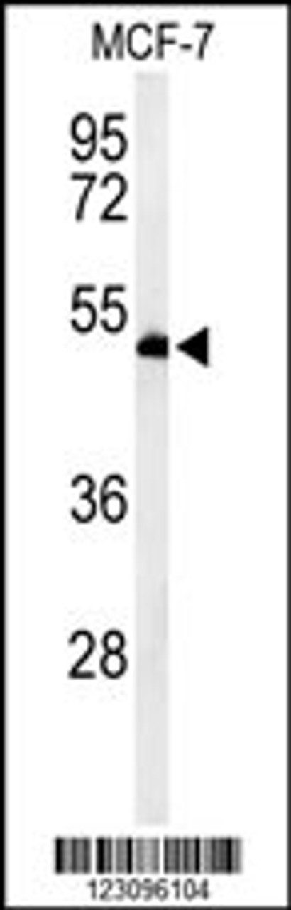 Western blot analysis of RUVBL1 Antibody in MCF-7 cell line lysates (35ug/lane)