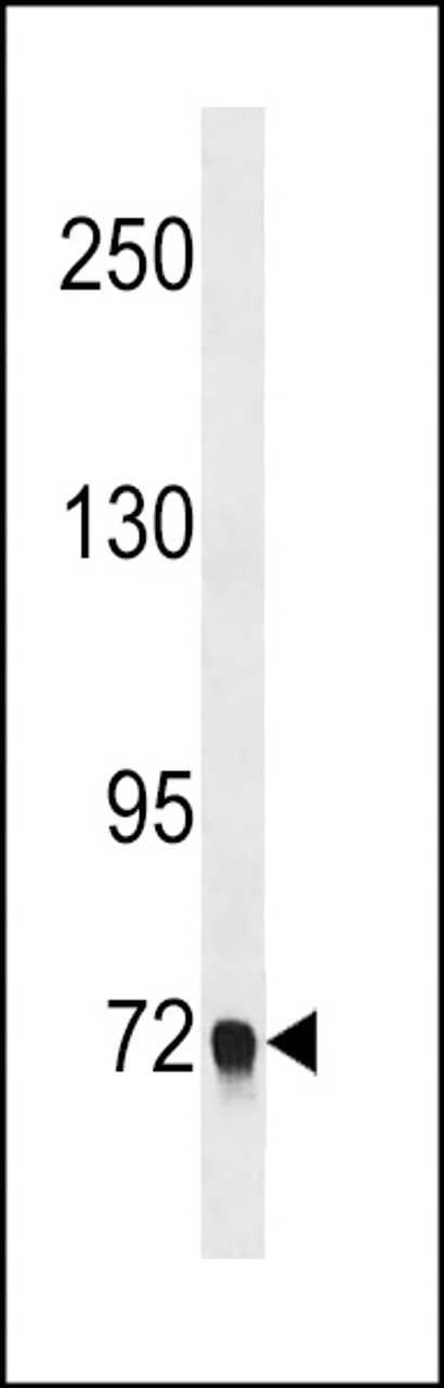 Western blot analysis in A549 cell line lysates (35ug/lane) .