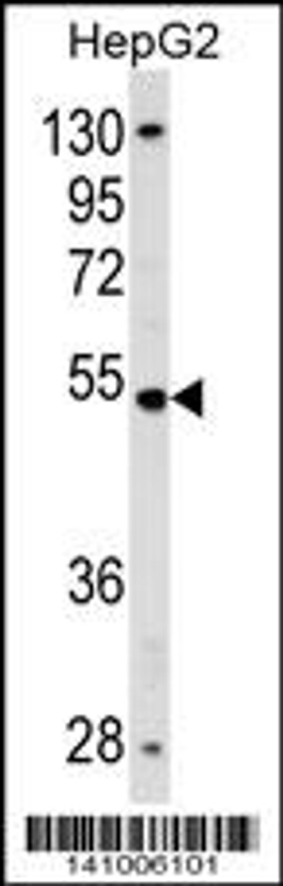 Western blot analysis in HepG2 cell line lysates (35ug/lane) .