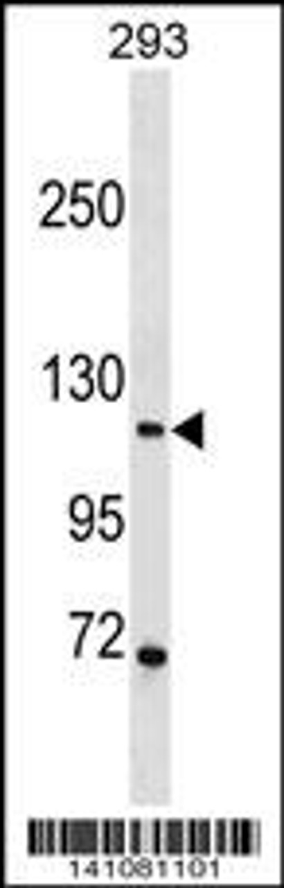 Western blot analysis in 293 cell line lysates (35ug/lane) .