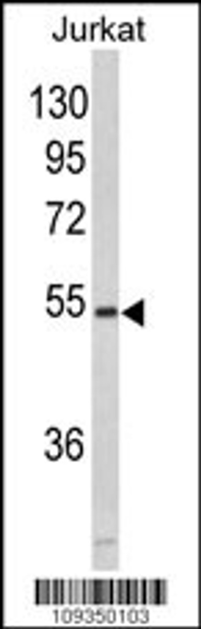 Western blot analysis of MFAP1 in Jurkat cell line lysates (35ug/lane)