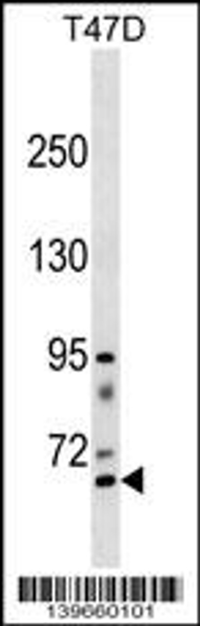 Western blot analysis in T47D cell line lysates (35ug/lane) .